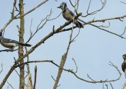 Merlin and Jays at Millennium Park