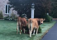 Cows in Westboro