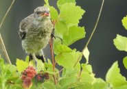 Juvenile mockinbird