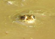 Frog in the mud