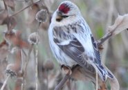 Hoary redpoll on the Rose Kennedy Greenway in Boston