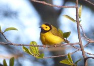 Hooded warbler at Chestnut Hill Reservoir