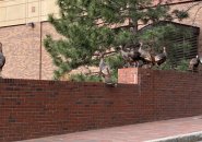 Turkeys at the Prudential Center