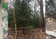 Denuded saplings and possible porcupine lair