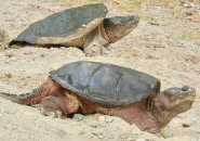 Snapping turtles in West Roxbury