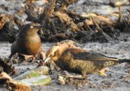 Spooky birds in the muck at Millennium Park