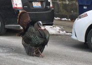 Strutting turkey in Jamaica Plain