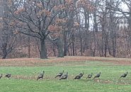 Lot of turkeys in Franklin Park