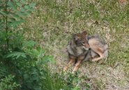 Coyote in Roslindale