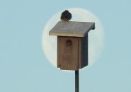 Sparrow on a box at Millennium Park