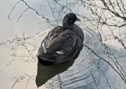 Black duck on Jamaica Pond