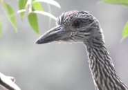 Juvenile yellow-crowned night heron