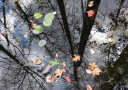 Fallen leaves in the water