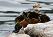 Dragonfly on a turtle in Jamaica Pond