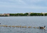 A lot of goslings on the Charles River