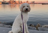 Max and the Boston skyline in early morning light on East Boston waterfront