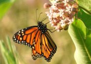 Monarch butterfly in Millennium Park