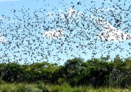 Murmuration in Rumney Marsh