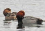 Red-hooded ducks at Jamaica Pond