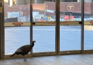 Turkey at Government Center MBTA station