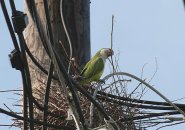 Monk parrot