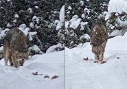 Advancing coyote in the Arboretum