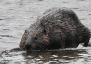 Beaver along the Charles River