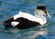 Common eider duck at Castle Island