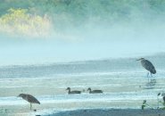 Herons and ducks on the Charles River at Millennium Park