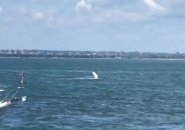 Humpback whale splashing a fin