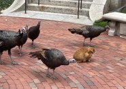 Turkeys trying to intimidate Harvard's most famous cat