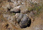Snail shells in the mud