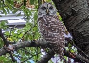 Barred owl in the South End