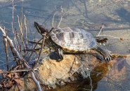 Turtle in Jamaica Pond