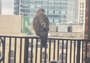 Hawk on a patio railing at the Boston Athenaeum