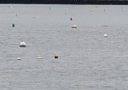 Seal on a dock in Dorchester Bay