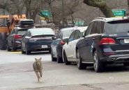 Back Bay coyote