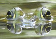 American bullfrog at Millennium Park