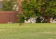 Coyote in the outfield