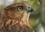 Immature Cooper's hawk at Millennium Park