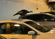 Turkey in City Hall garage