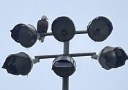 Eagle on a light pole in Somerville