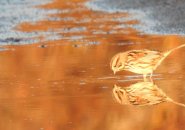 Bird in puddle at sunrise