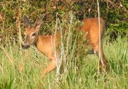 Deer along the Charles River