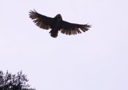 A horned owl