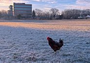 Chicken on the grass, alas