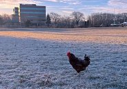 Chicken on the grass, alas