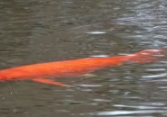 Koi in Jamaica Pond