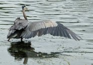 Great Blue Heron with just one wing extended