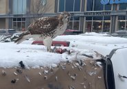 Hawk eating a pigeon